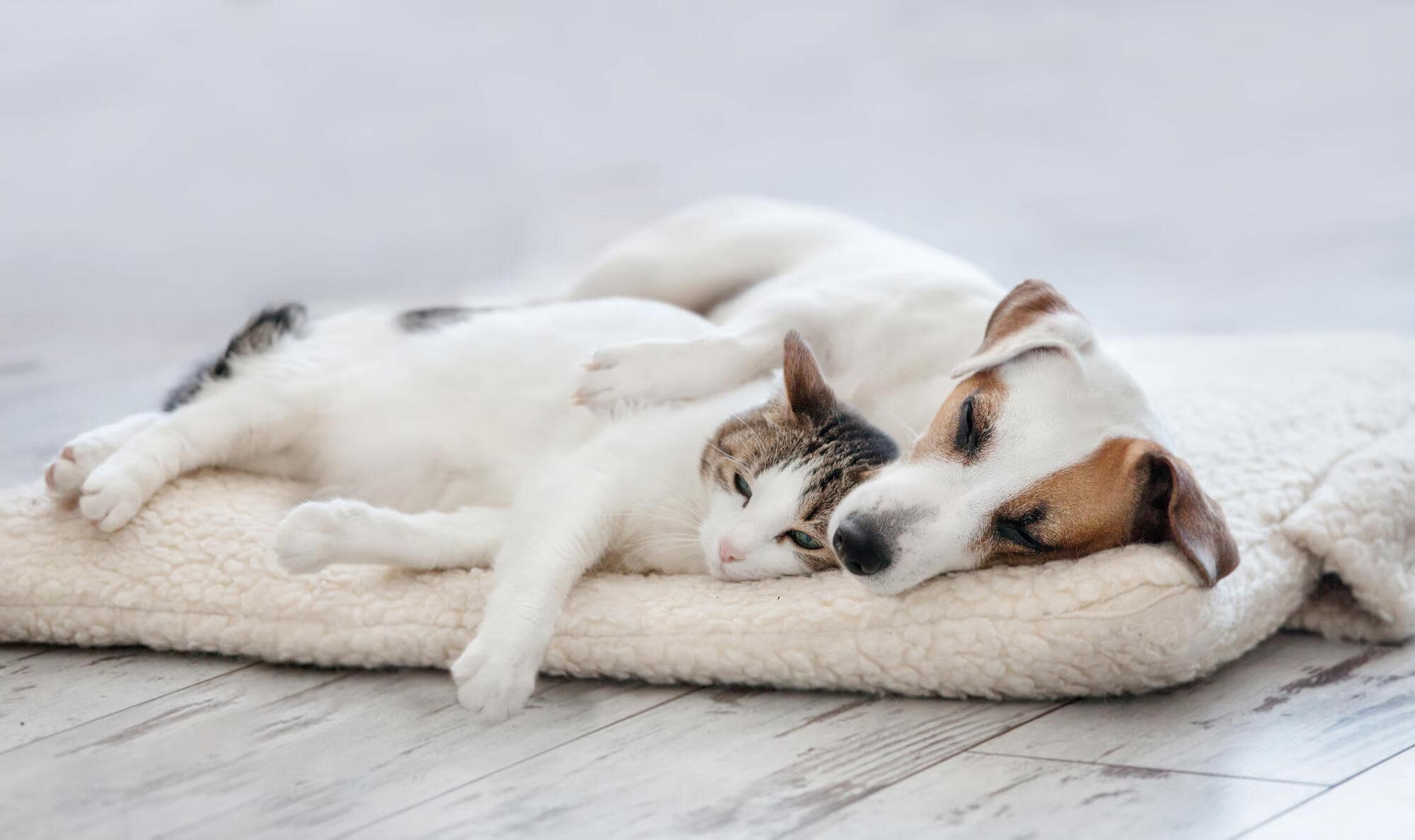 Pros and Cons of Allowing Pets in Your Columbia, MD, Rental Property